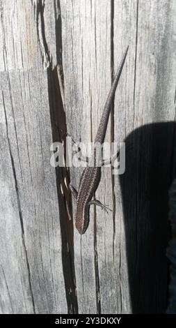 Buchanans Schlangenaugen (Cryptoblepharus buchananii) Reptilia Stockfoto