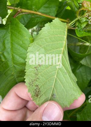 Kirschblatt-Spot (Blumeriella jaapii)-Pilze Stockfoto