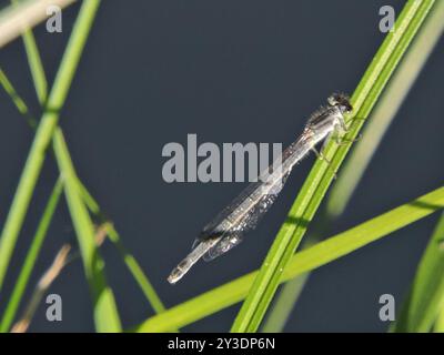 Östlicher Gabelschwanz (Ischnura verticalis) Insecta Stockfoto