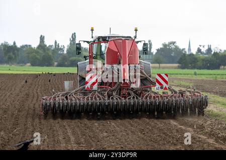 Traktor mit landwirtschaftlicher Maschine bei der Bodenbearbeitung , Deutschland, Rheinland-Pfalz, Otterstadt, 13.09.2024, ein Traktor zieht eine große landwirtschaftliche Maschine über ein Feld, um den Boden zu bearbeiten. Im Hintergrund sind Vögel und eine ländliche Landschaft zu sehen. *** Traktor mit Landmaschine, die den Boden bewirtschaftet, Deutschland, Rheinland-Pfalz, Otterstadt, 13 09 2024, ein Traktor zieht eine große landwirtschaftliche Maschine über ein Feld, um die Bodenvögel zu bearbeiten, und im Hintergrund ist eine ländliche Landschaft zu sehen Stockfoto