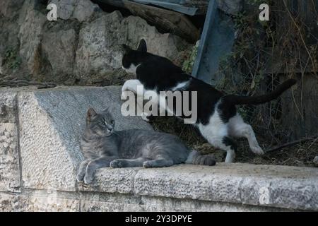 Zwei Gassen-Katzen auf einem Steinzaun in einer Straße in Jerusalem, Israel. Stockfoto