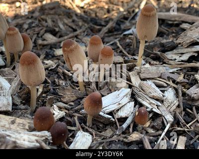 Goldenhaarige Tintenkappen (Parasola auricoma) Pilze Stockfoto