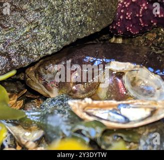 Plainfin Midshipman (Porichthys notatus) Actinopterygii Stockfoto