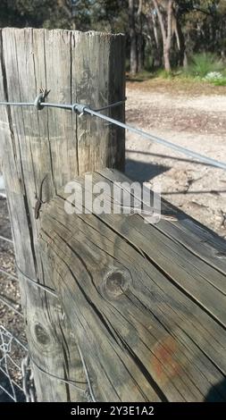 Buchanans Schlangenaugen (Cryptoblepharus buchananii) Reptilia Stockfoto