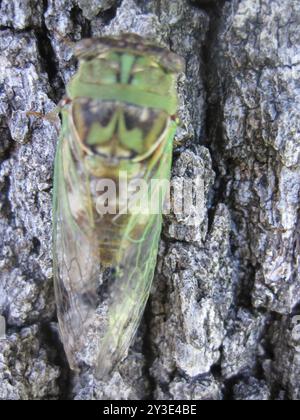 RESH Cicada (Megatibicen RESH) Insecta Stockfoto