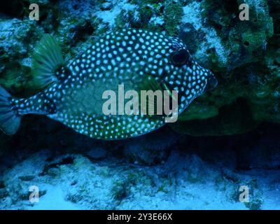 Glatter Trunkfish (Lactophrys triqueter) Actinopterygii Stockfoto