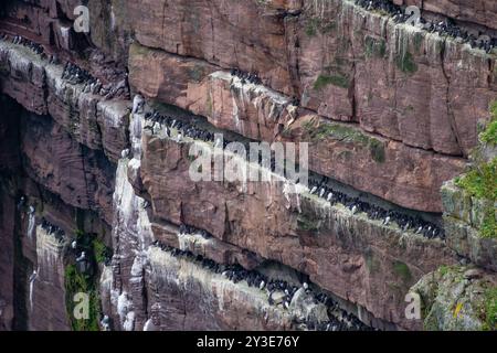 Die Aufzucht von Seevögeln gemeine Guillemots (Uria aalge) an Steilklippen an der Atlantikküste von Handa Island in Schottland, Großbritannien Stockfoto