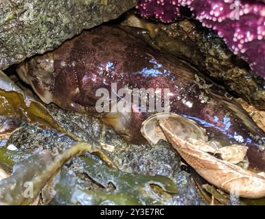 Plainfin Midshipman (Porichthys notatus) Actinopterygii Stockfoto