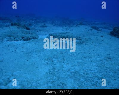 Hammelschnapper (Lutjanus analis) Actinopterygii Stockfoto