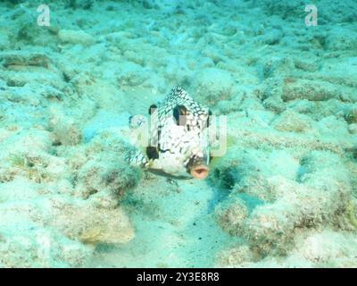 Glatter Trunkfish (Lactophrys triqueter) Actinopterygii Stockfoto