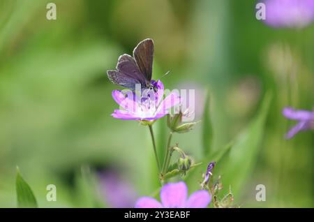 Geranium Argus – Eumedonia eumedon Stockfoto
