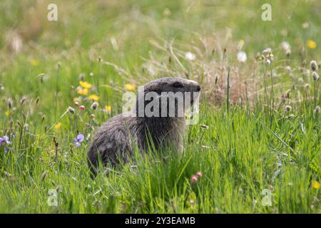 Alpenmurmeltier auf einer Alpenwiese - Marmota marmota Stockfoto