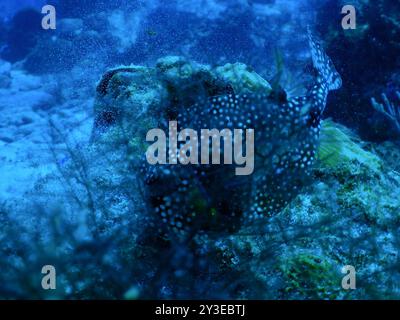Glatter Trunkfish (Lactophrys triqueter) Actinopterygii Stockfoto