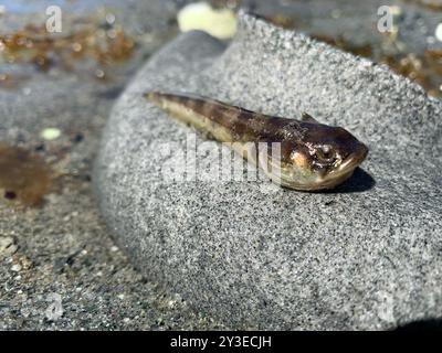 Plainfin Midshipman (Porichthys notatus) Actinopterygii Stockfoto
