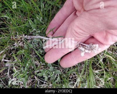 Feldpussytoes (Antennaria neglecta) Plantae Stockfoto