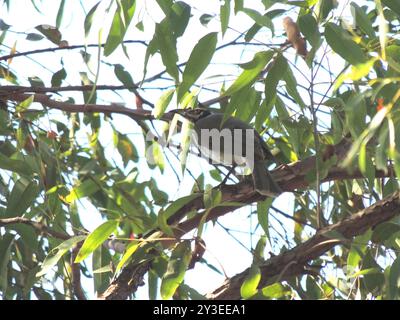 Lauter Friarbird (Philemon corniculatus) Aves Stockfoto