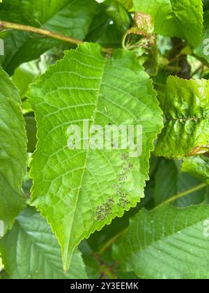 Kirschblatt-Spot (Blumeriella jaapii)-Pilze Stockfoto