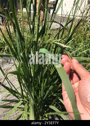 Pazifisches Kleinrohrgras (Calamagrostis nutkaensis) Plantae Stockfoto