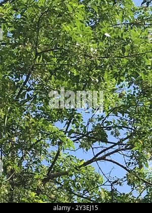 Grünasche (Fraxinus pennsylvanica) Plantae Stockfoto