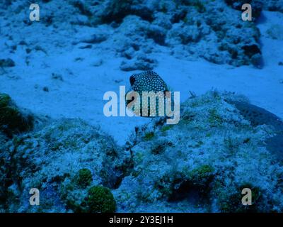 Glatter Trunkfish (Lactophrys triqueter) Actinopterygii Stockfoto