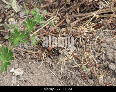 (Staphylinus caesareus) Insecta Stockfoto