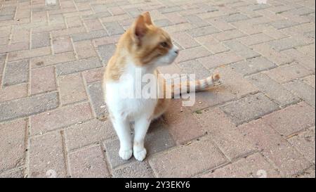 Ginger White Brown Katze Sitzplätze im Freien, Haustiere, Tierwelt. Hochwertige Fotos Stockfoto