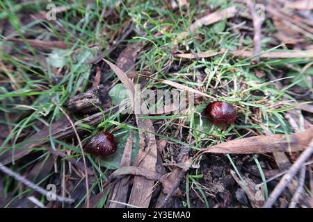 Ausgefranste Helm-Orchidee (Corybas fimbriatus) Plantae Stockfoto