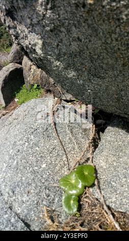 Jacky Dragon (Amphibolurus muricatus) Reptilia Stockfoto