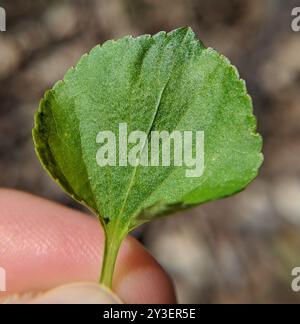 Labrador Violet (Viola labradorica) Plantae Stockfoto