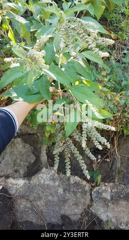 (Buddleja americana) Plantae Stockfoto