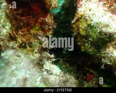 Glatter Trunkfish (Lactophrys triqueter) Actinopterygii Stockfoto