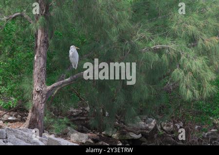 Florida Wildtiere an der Küste in St. Petersburg Florida ft Desoto Park Pinellas County Florida 2025 Stockfoto