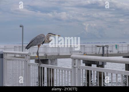 Kran am Angelpier im Fort de Soto Park Pinellas County Florida, USA September 2024. Der Hintergrund ist eine Stadtlandschaft mit Sturmwolken Stockfoto