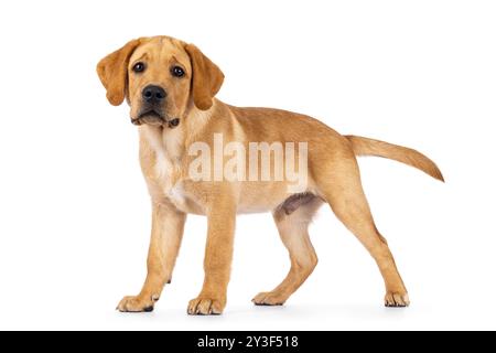 Hübscher 3 Monate alter Labrador-Hündchen, seitlich stehend. Blick auf die Kamera. Isoliert auf weißem Hintergrund. Stockfoto