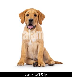 Ein hübscher 3 Monate alter Labrador-Hündchen, der vorne sitzt. Blick auf die Kamera. Isoliert auf weißem Hintergrund. Stockfoto