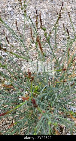 Schmalblättrige Stillingia (Stillingia linearifolia) Plantae Stockfoto