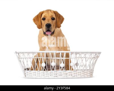 Hübscher 3 Monate alter Labrador-Hündchen, der in einem weißen Korb sitzt. Blick auf die Kamera. Isoliert auf weißem Hintergrund. Stockfoto