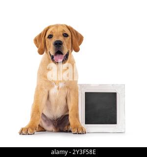 Hübscher 3 Monate alter Labrador-Hündchen, der neben einem mit Tafel gefüllten Rahmen sitzt. Blick auf die Kamera. Isoliert auf weißem Hintergrund. Stockfoto