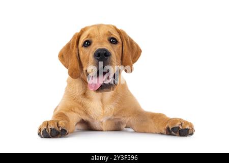 Hübscher 3 Monate alter Labrador-Hündchen, der mit der Zunge nach vorne gerichtet liegt. Blick auf die Kamera. Isoliert auf weißem Hintergrund. Stockfoto