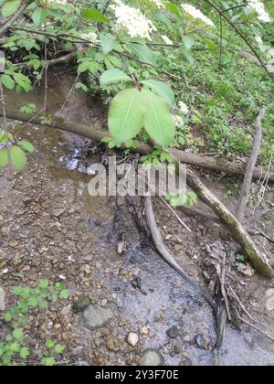 Blackhaw (Viburnum prunifolium) Plantae Stockfoto
