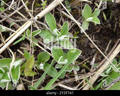 Feldpussytoes (Antennaria neglecta) Plantae Stockfoto