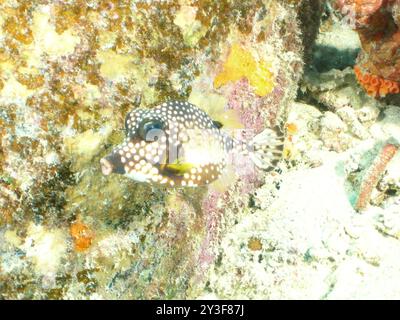 Glatter Trunkfish (Lactophrys triqueter) Actinopterygii Stockfoto