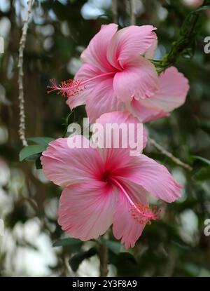 Rosa Chinesischer Hibiskus, Chinesische Rose oder Schuhblume, Hibiscus rosa-sinensis, Malvaceae. Ostasien. Stockfoto