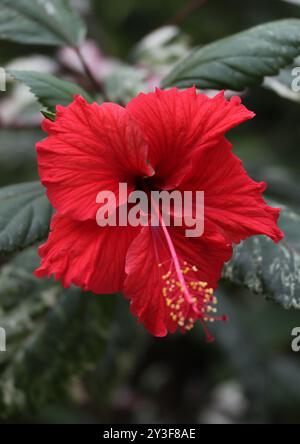 Rot-chinesischer Hibiskus, Chinesische Rose oder Schuhblume, Hibiscus rosa-sinensis, Malvaceae. Ostasien. Stockfoto