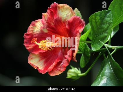 Rot und gelb chinesischer Hibiskus, Chinesische Rose oder Schuhblume, Hibiscus rosa-sinensis, Malvaceae. Ostasien. Stockfoto