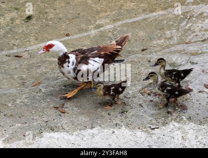 Weibliche Moschusente, Cairina moschata, Anatidae, mit drei Küken. Nationalgärten Von Athen, Griechenland. Stockfoto