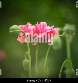 Ein leuchtender rosafarbener Mohn hebt sich auf einem Feld hervor, dessen Blütenblätter leicht gerafft und offen sind und sich in einem weichen, natürlichen Licht erfreuen. Um die Blume herum sind grüne B Stockfoto