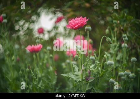 Rote Mohnblumen blühen im Frühlingsgarten. Oberer Freiheitsgrad Stockfoto