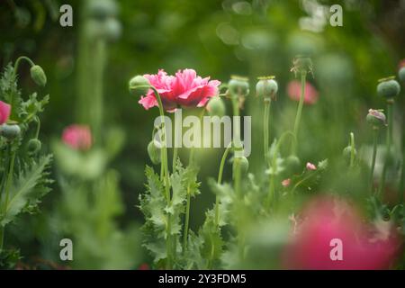 Rote Mohnblumen wachsen im Garten. Oberer Freiheitsgrad Stockfoto