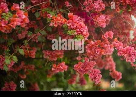 Rote Blüten von Bougainvillea spectabilis, die im Garten wachsen. Oberer Freiheitsgrad, Nahaufnahme. Stockfoto